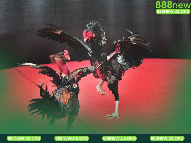 Bí kíp Soi Kèo Đá Gà Trực Tiếp